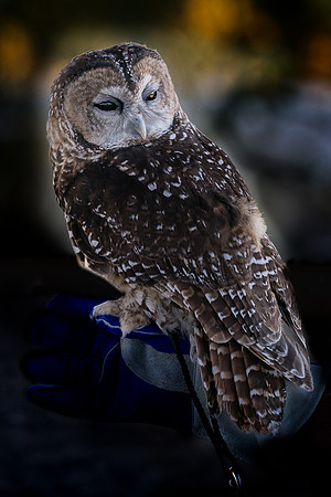 Captive Wildlife (1 of 1)
