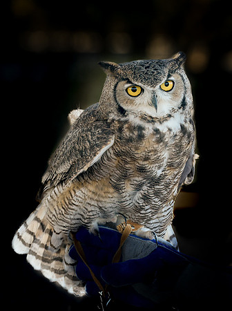 Captive Wildlife (1 of 1)