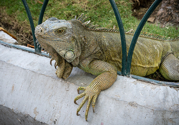 Galapagos