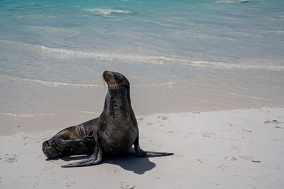 Galapagos