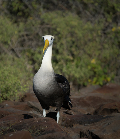 Galapagos