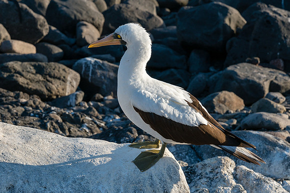 Galapagos