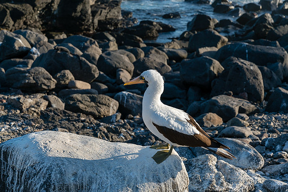 Galapagos