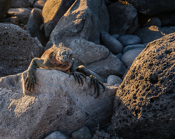 Galapagos