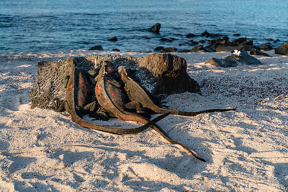 Galapagos