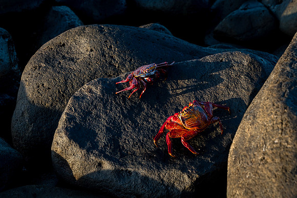 Galapagos