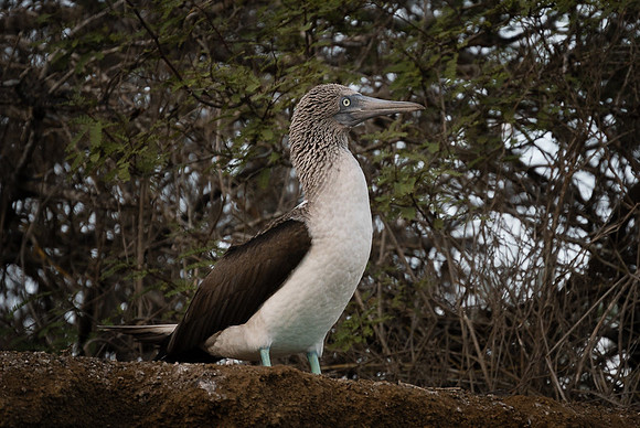 Galapagos
