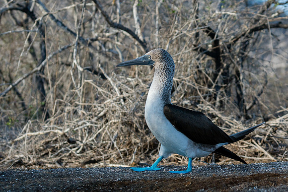 Galapagos