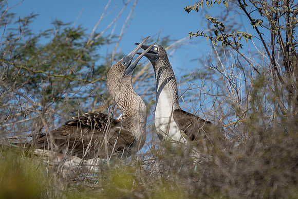Galapagos