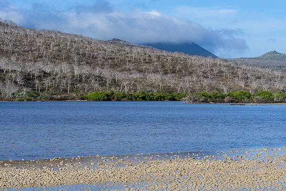 Galapagos