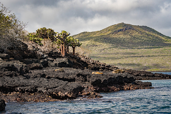 Galapagos