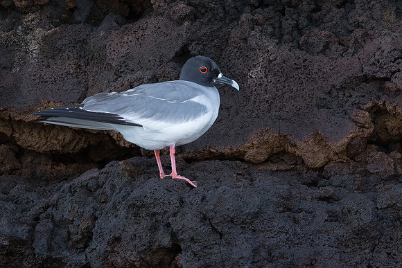 Galapagos