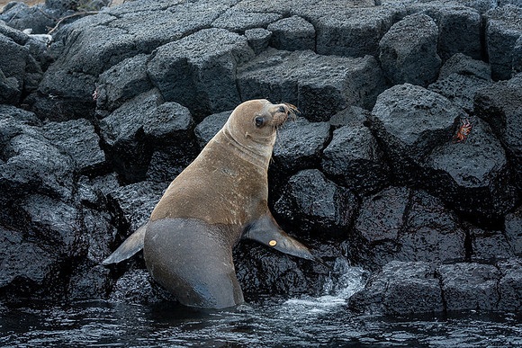 Galapagos
