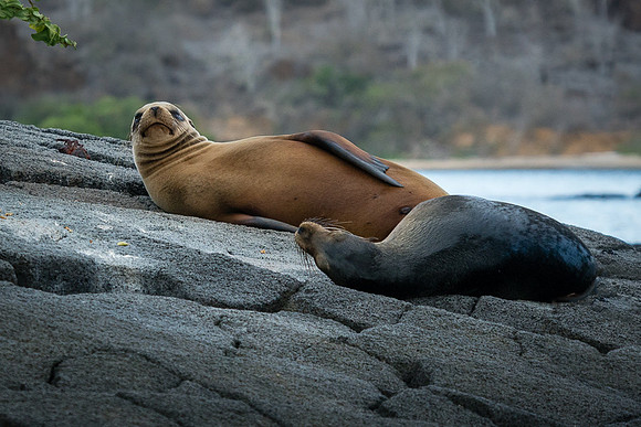 Galapagos
