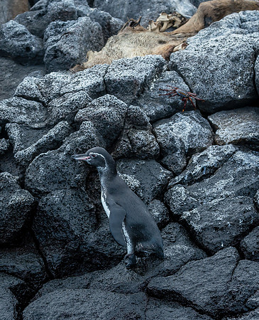 Galapagos