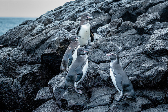 Galapagos