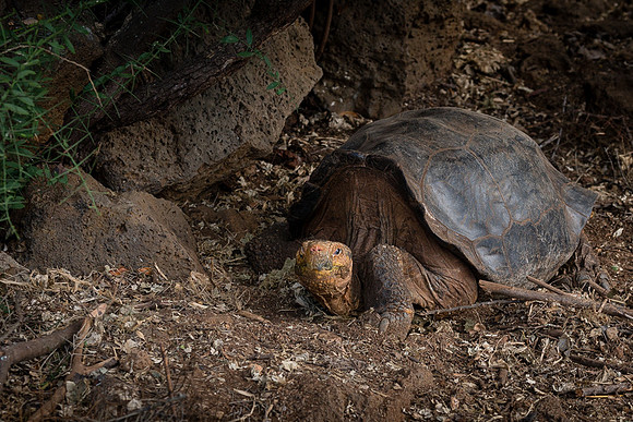 Galapagos