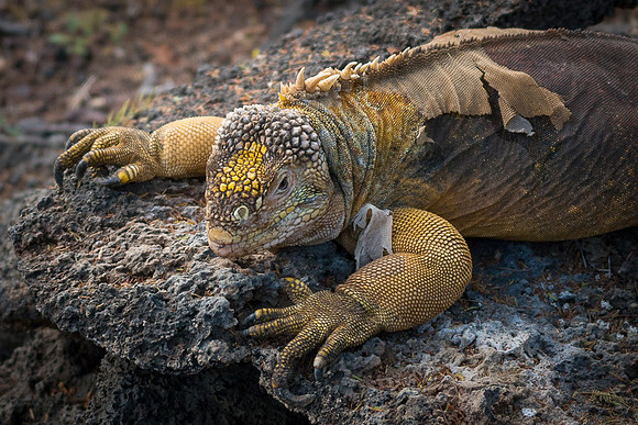 Galapagos