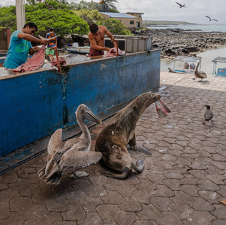 Galapagos