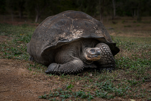 Galapagos