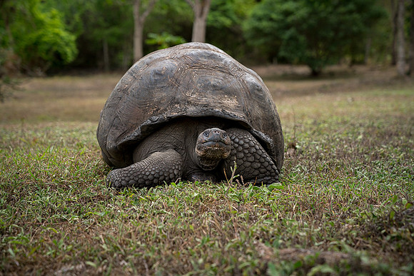Galapagos