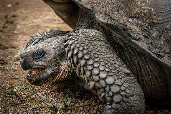 Galapagos