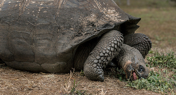 Galapagos