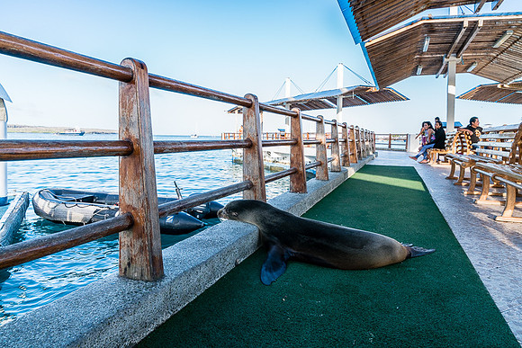 Galapagos