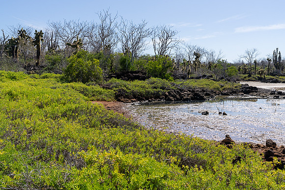 Galapagos