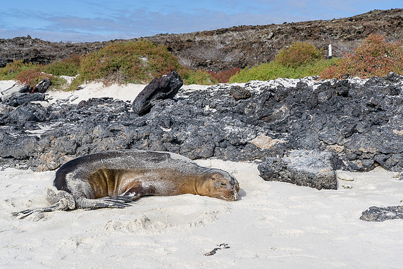 Galapagos