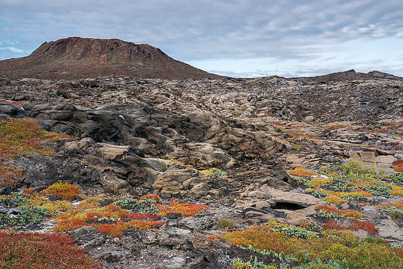Galapagos