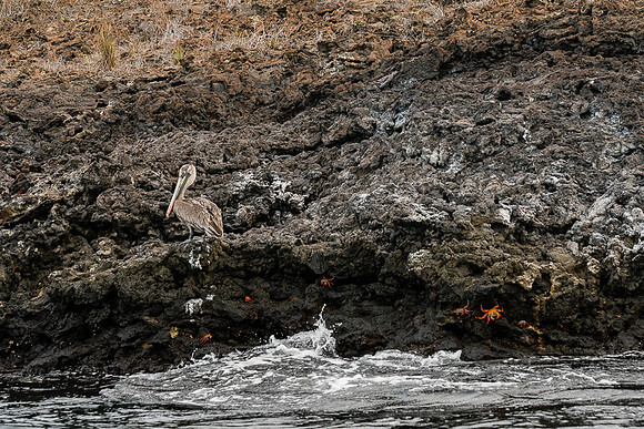 Galapagos