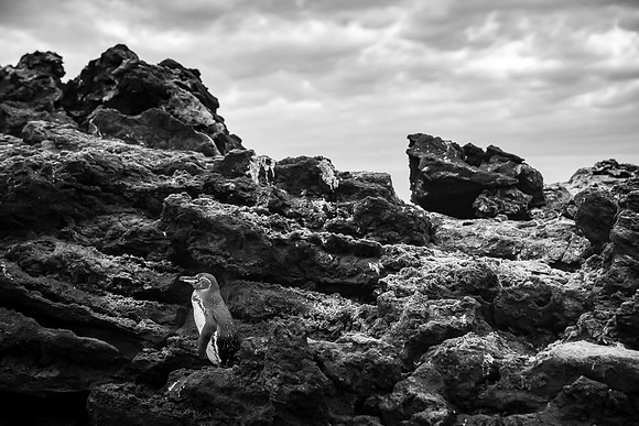 Galapagos
