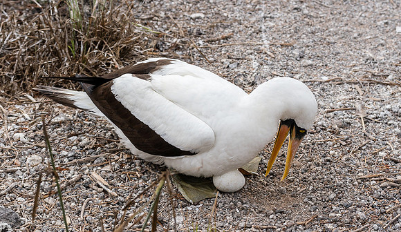 Galapagos
