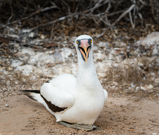 Galapagos