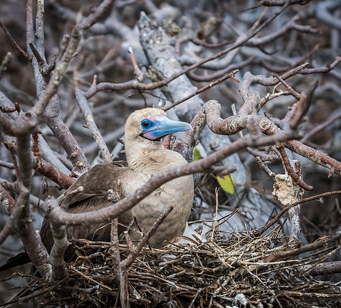 Galapagos