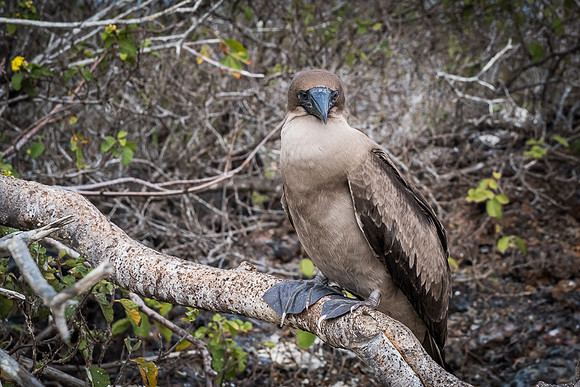 Galapagos