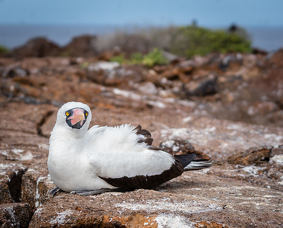 Galapagos