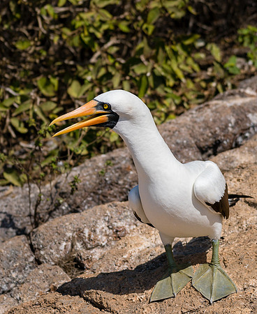 Galapagos