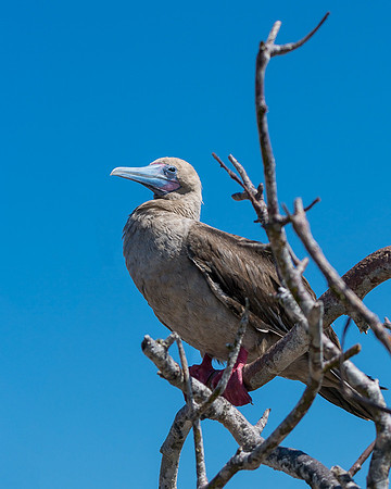 Galapagos