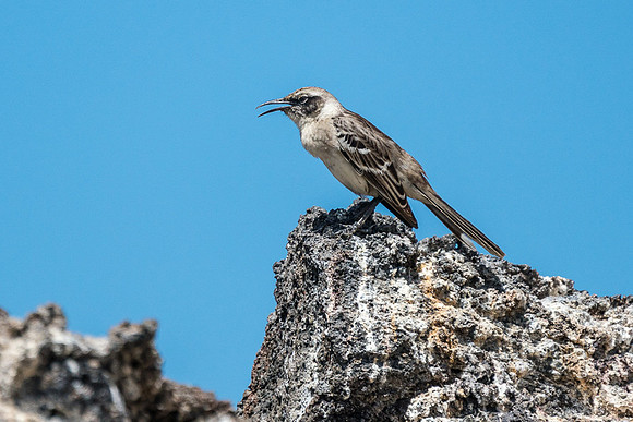 Galapagos