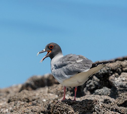 Galapagos