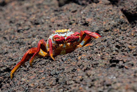 Galapagos