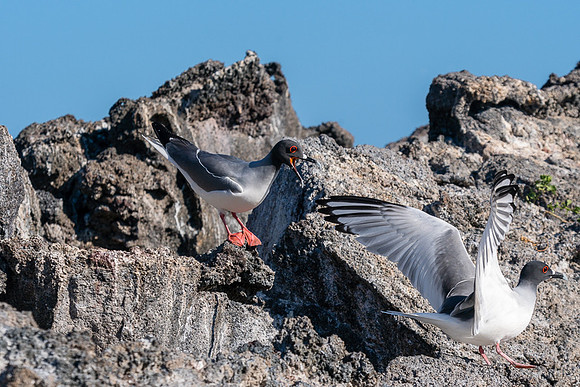 Galapagos