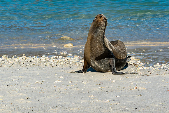 Galapagos
