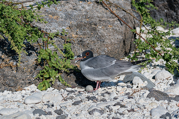 Galapagos