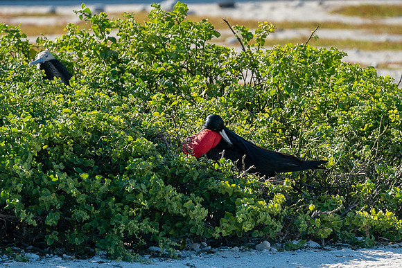 Galapagos