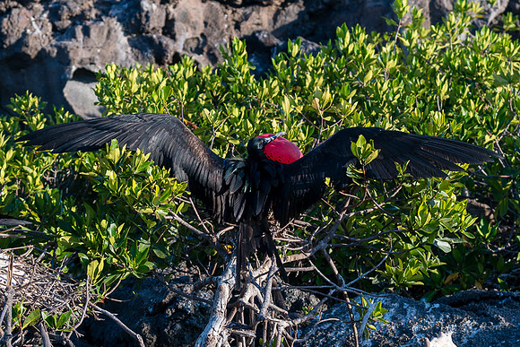 Galapagos
