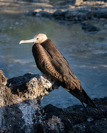 Galapagos
