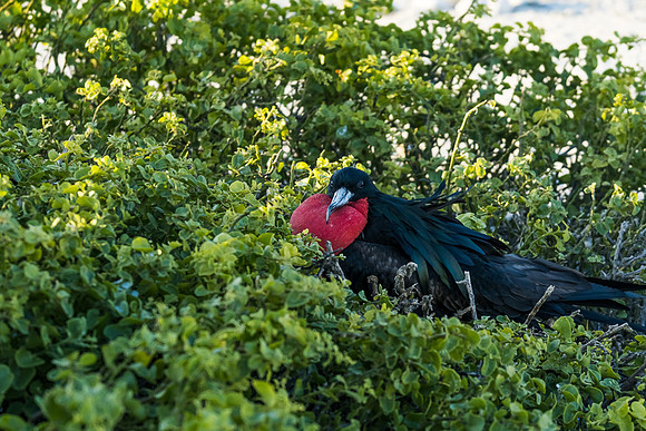 Galapagos
